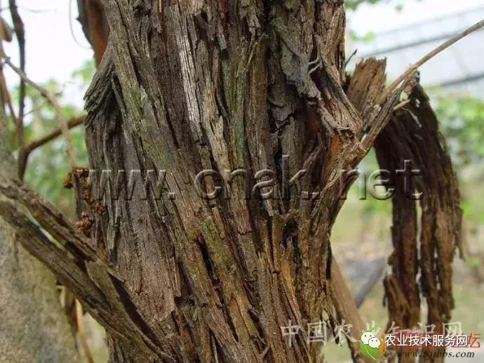 葡萄花前主要病害,葡萄病害图片大全大图