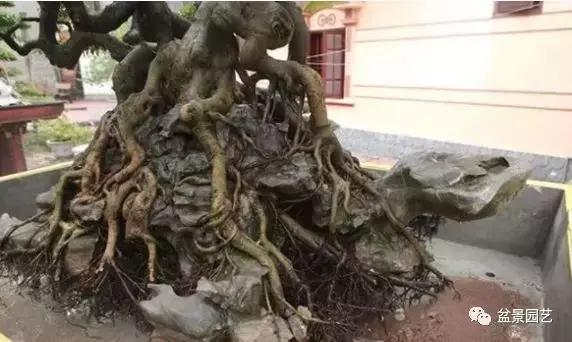 龙凤盆景多少钱一盆,现在值钱的盆景