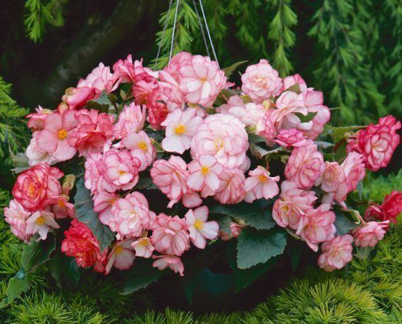 春天养花用什么种好,玛格丽特春天