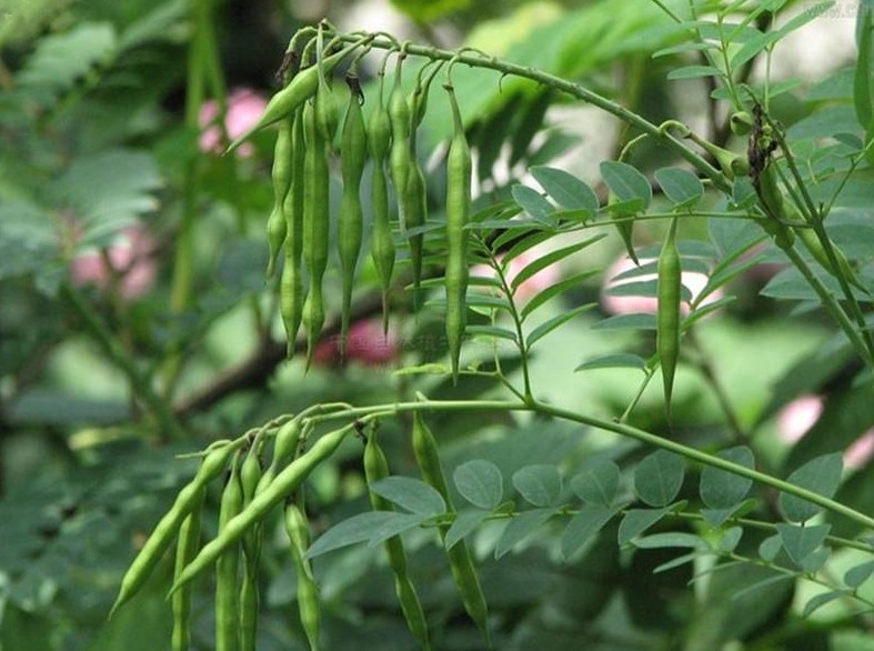 苦参性味归经功效及作用,苦参归经与功效