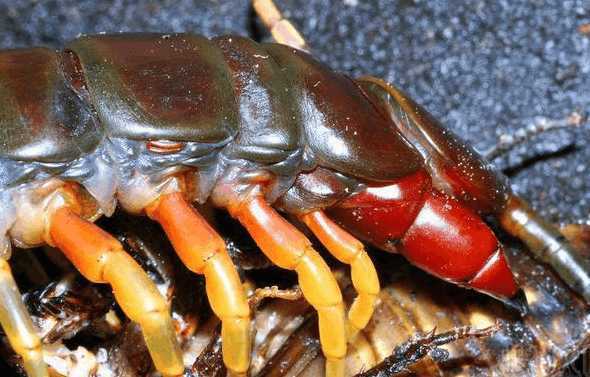 中国十大最毒蜈蚣排名,毒蜈蚣十大排行榜