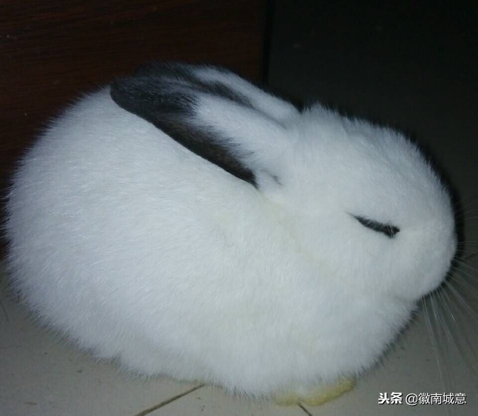 宠物兔洗澡的危害,宠物兔洗澡会死吗