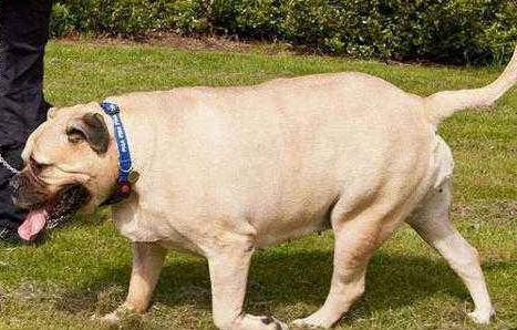 狗狗贪吃怎么教训它,狗狗特别贪吃怎么喂都不饱