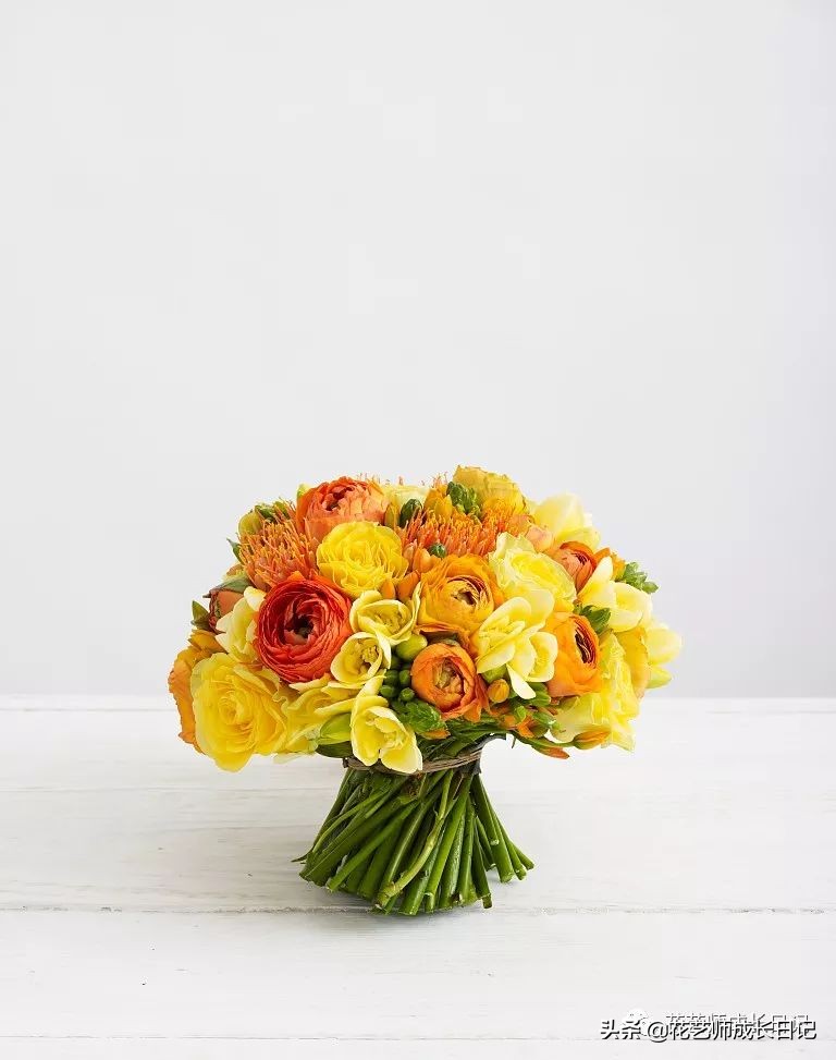 每日一花|伯利恒之星,可用于治疗癌症,洁白可爱