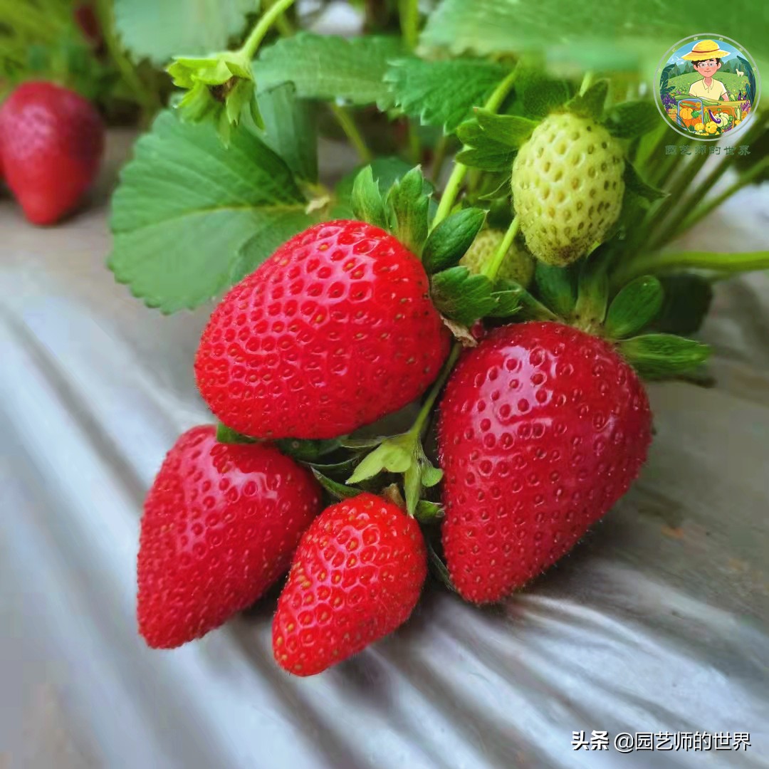夏季草莓还能开花结果吗,草莓夏季高产