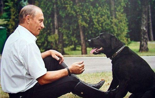 硬汉普京养的狗,硬汉普京的狗狗