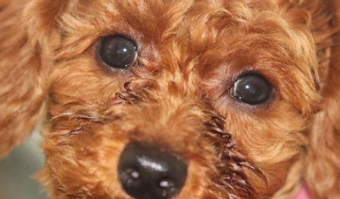 泰迪犬串串毛摸着粗糙是像土狗吗,如何区分泰迪犬纯种还是串