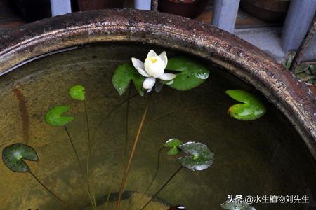 睡莲水培植物的种植方法,怎么种植睡莲水培植物