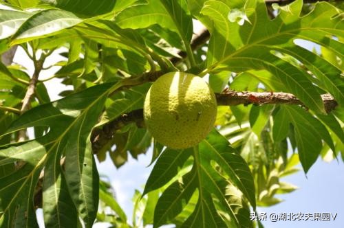 又细又长像菠萝蜜的果子,长得像菠萝蜜一样的面包果能吃吗