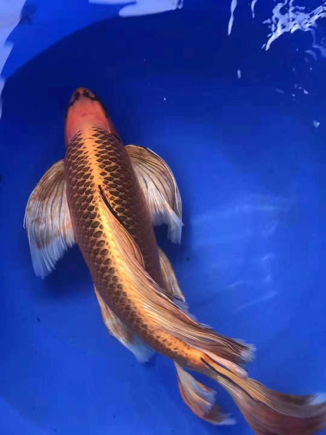 渔友张哥小视频,新鱼缸养锦鲤鱼正确的方法和技巧