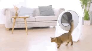 为什么现在年轻人喜欢养猫,当代年轻人不养孩子养猫