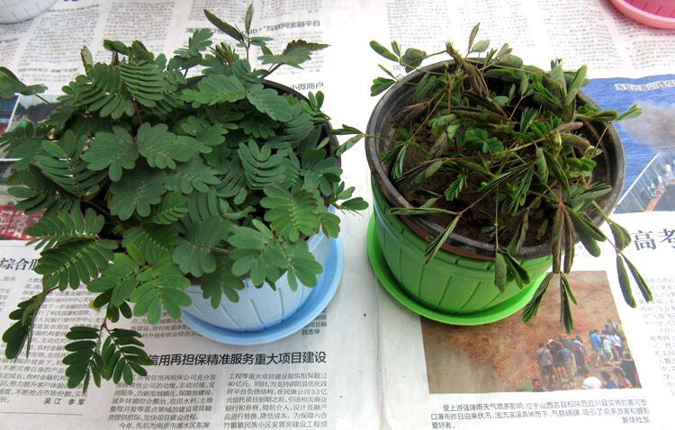 怎么养含羞草才容易开花,如何饲养含羞草有哪些注意事项