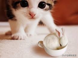 猫猫误食药怎么处理,猫猫异食癖的原因