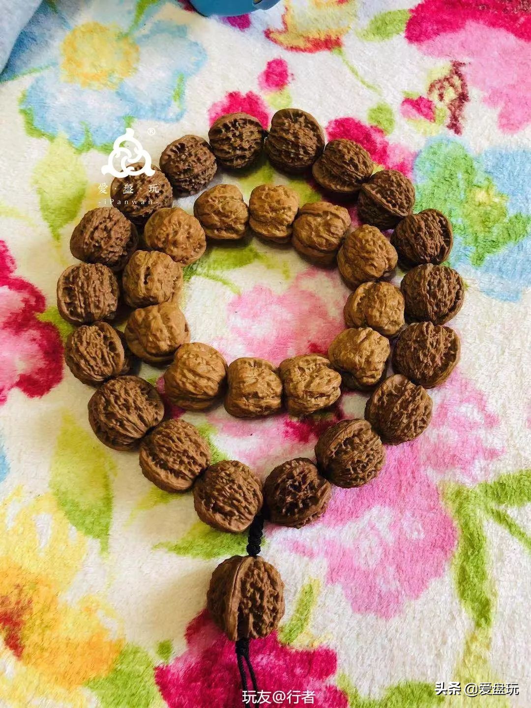 放了2年的凤眼,翻出来,虫子能组一个篮球队了