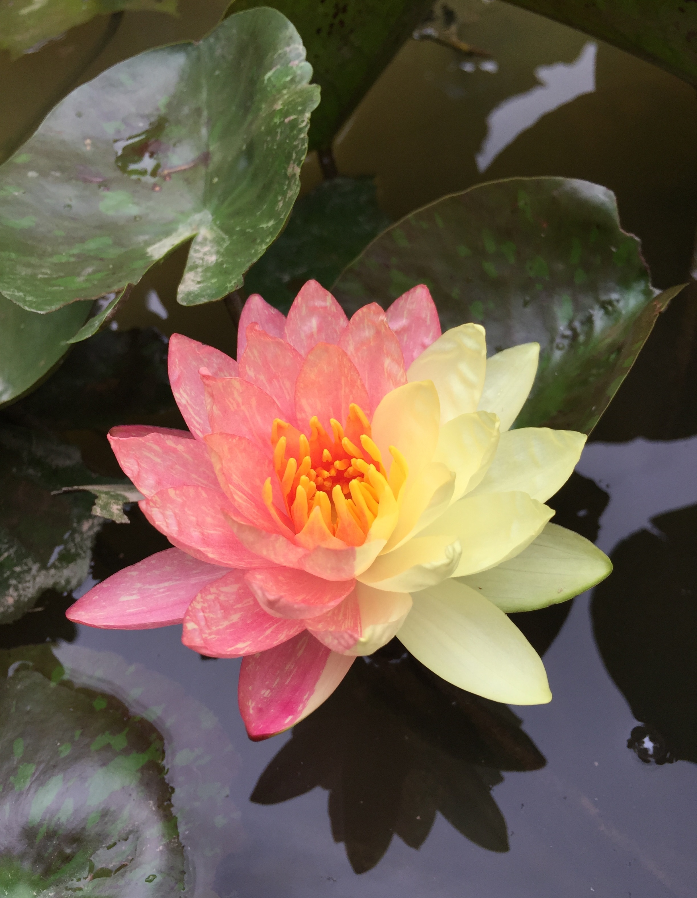 睡莲女王万维莎冬季要引入室内吗,万维莎睡莲图片大全