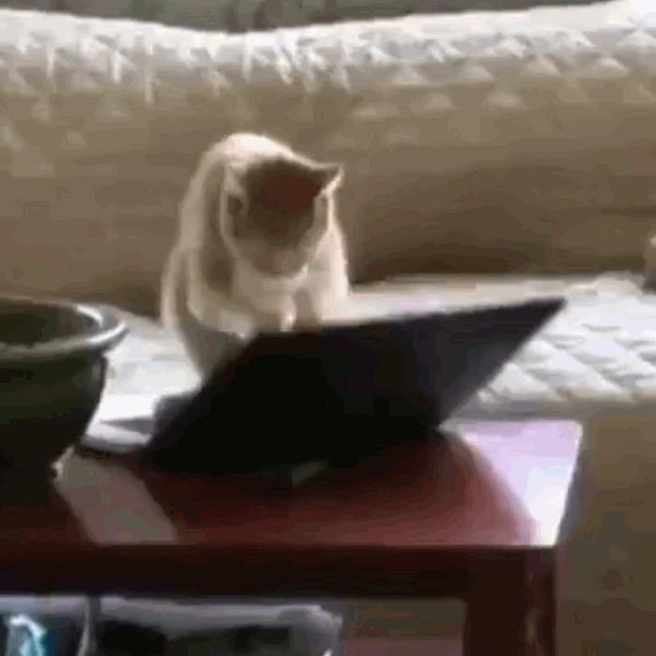 猫咪饲养管理现状,猫和老鼠猫咪现状