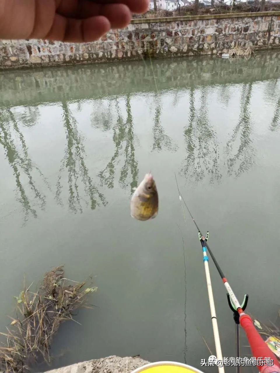 单开九一八钓大鱼,单开九一八钓罗非