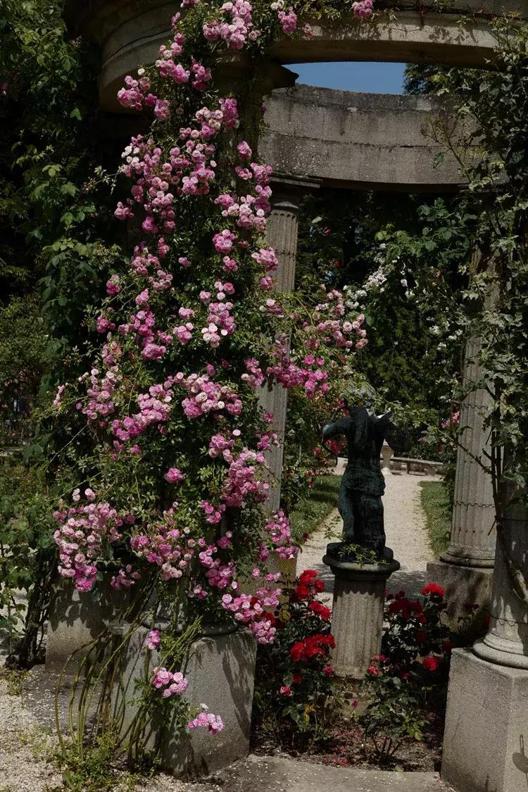 耐晒又香又好养的阳台月季,阳台月季好养吗