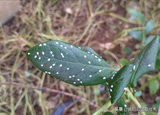 蓝莓常见虫害,蓝莓虫害及防治措施怎么写