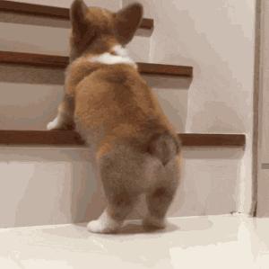 怎么才算纯种泰迪狗呢图片,纯种狗和非纯种狗的区别哪个好