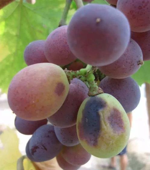 葡萄日灼和气灼的用什么药好,葡萄气灼和日灼是什么意思