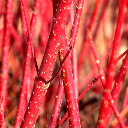 鲜花插花技巧专业术语,插花常见鲜花名称大全