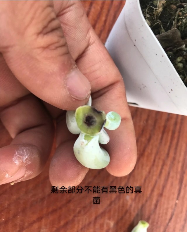 多肉得黑腐病无药可救？那是你不会处理，尽早手术还能延续生命