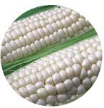 适合积温2300种植的玉米高产品种,2023年种什么品种的玉米好