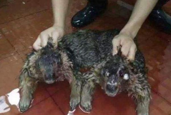 河童水鬼视频,河童发现水鬼真实故事