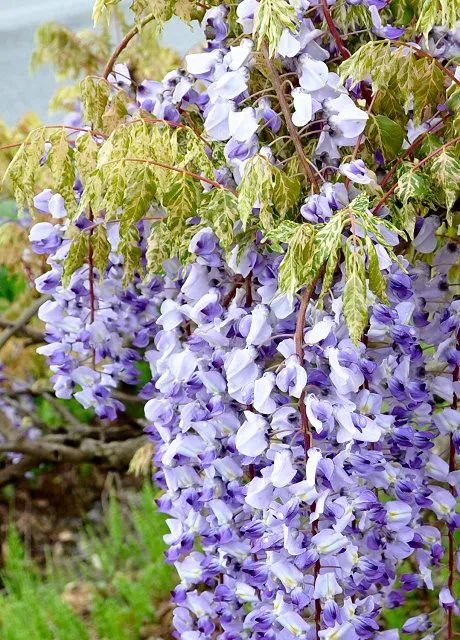 紫藤中最有名的品种叫什么名字,非常好种不需要太阳的紫藤品种