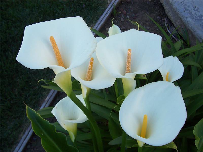 马蹄莲开花期间养护注意什么问题,彩色马蹄莲怎么养才开花快