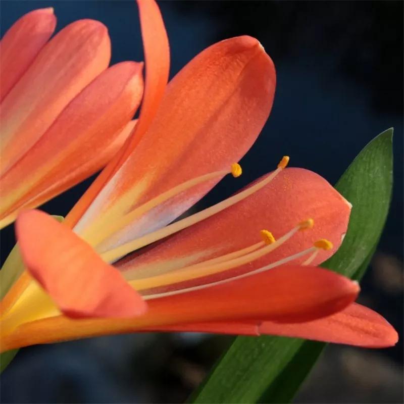 2019真实鲜花图片,2023鲜花爆款图文