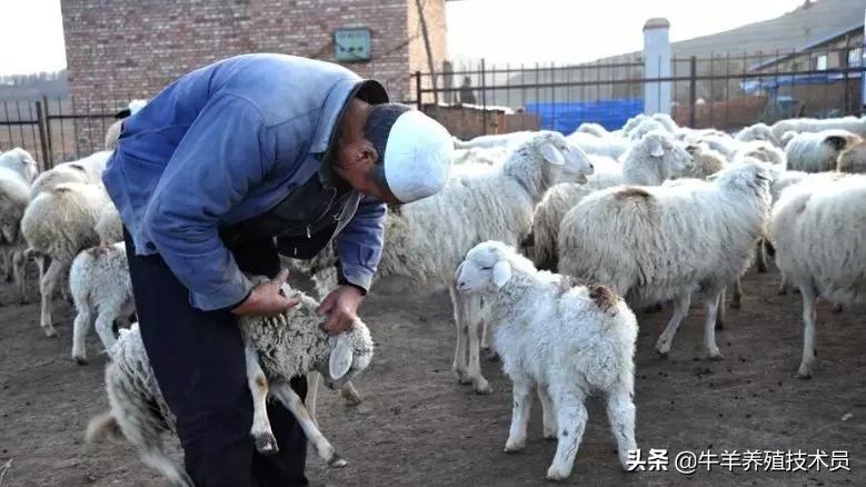 农民养羊用药也有禁忌避免伤羊,养羊常见疾病治疗方法简单又实用