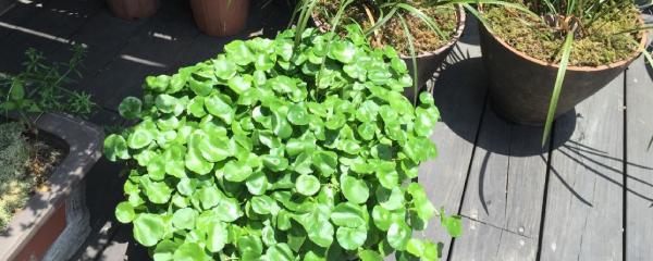 甲醛克星绿植排名,哪些绿植吸收甲醛