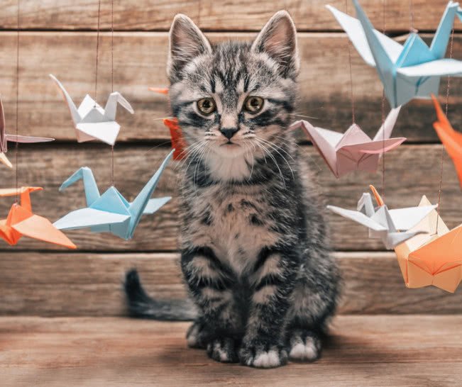 猫猫老是在猫砂盆里扒拉猫砂,为什么猫埋猫砂会扒拉猫砂盆