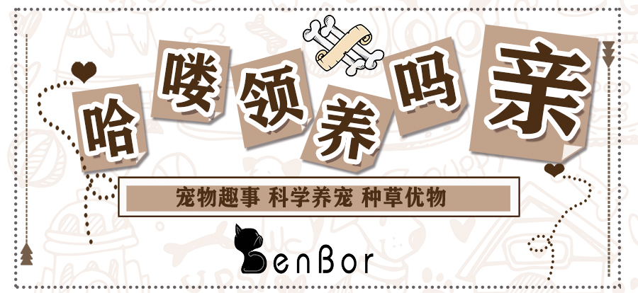 狗狗寄生虫导致拉肚子怎么办,狗狗驱虫吃了药驱不干净