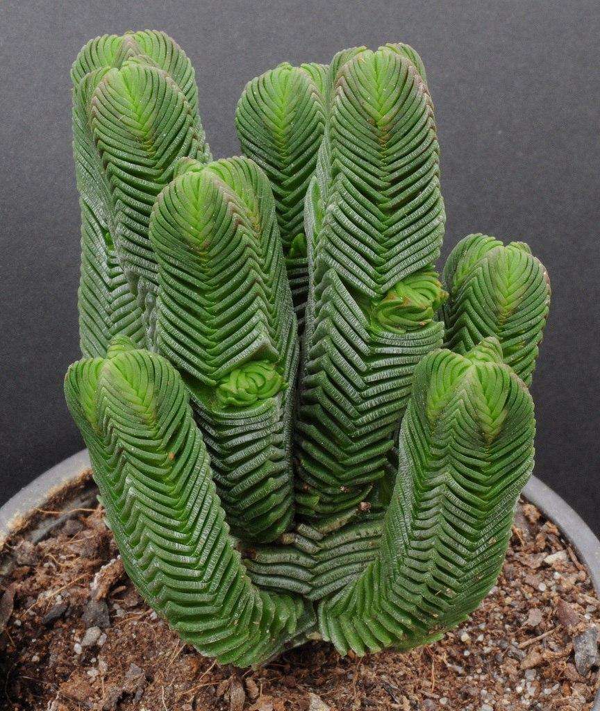 1000种多肉植物图鉴大全大图,景天科1000种多肉植物图鉴