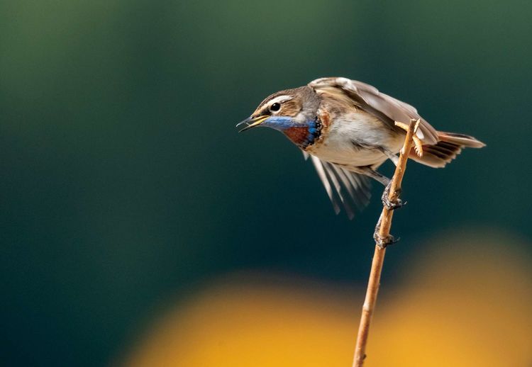 情人岛拍摄地点,情人岛航拍视频