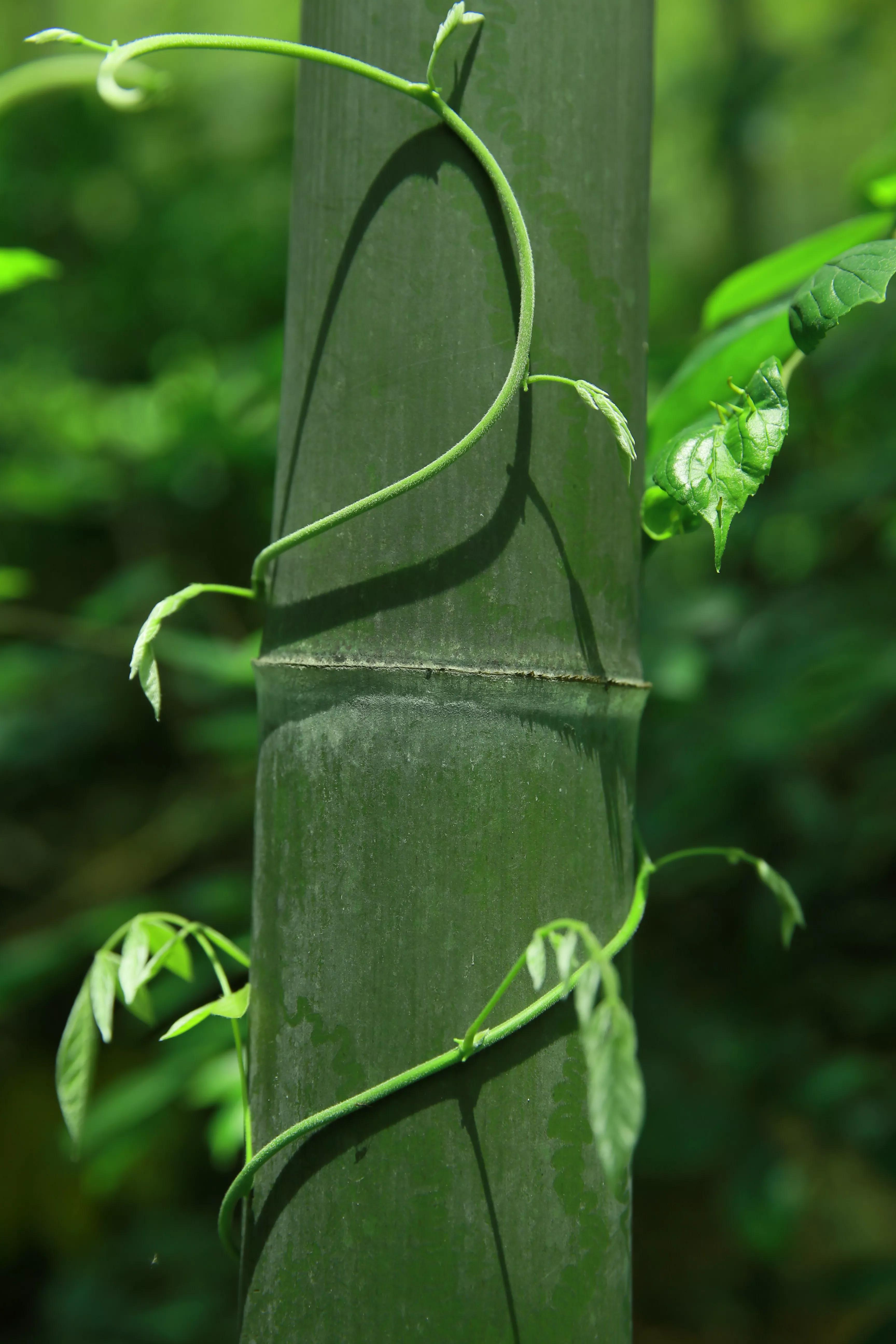 南京江宁区石塘竹海景区,石塘竹海附近有什么景点