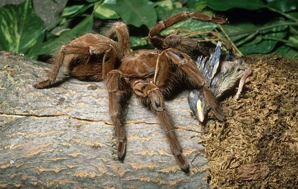 亚马逊森林陆地十大危险巨型动物,真实的亚马逊原始森林大型动物