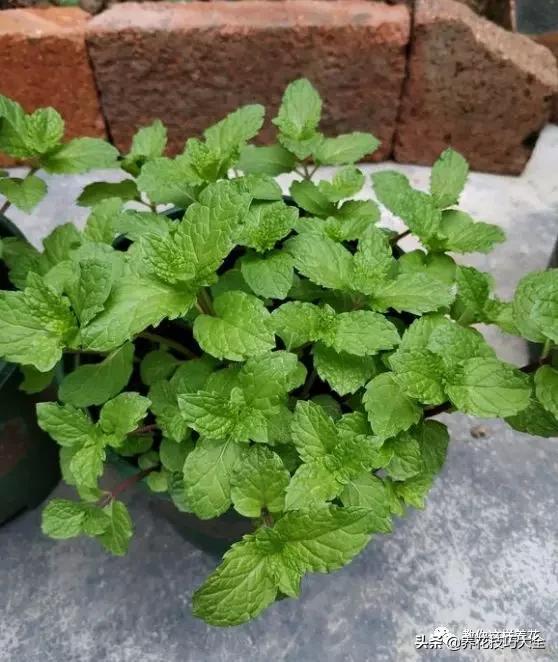 绿萝铜钱草家庭养殖,绿萝发财树黄叶子怎么办呢