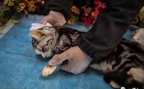 家里宠物去世了怎么缓解心情,厦门宠物狗死了怎么处理