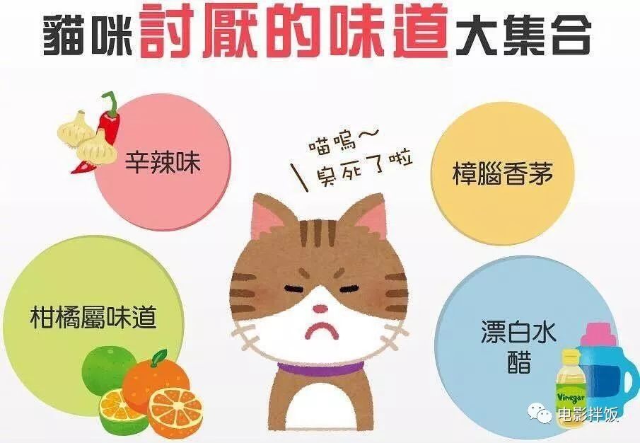 幼猫打疫苗和驱虫可以同时进行吗,猫猫驱虫和打疫苗可以同时进行吗