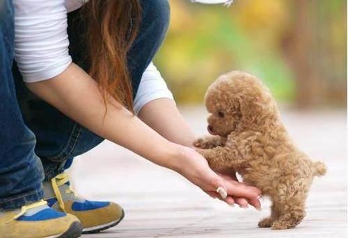新手养泰迪犬要注意些什么,新手怎么饲养泰迪犬