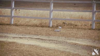 澳洲无人机外卖,无人机送外卖真的很难吗