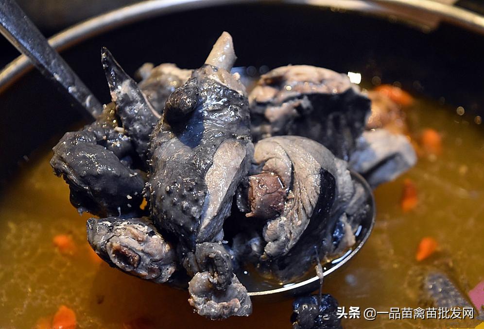 养殖黑乌骨鸡,什么乌骨鸡最好养