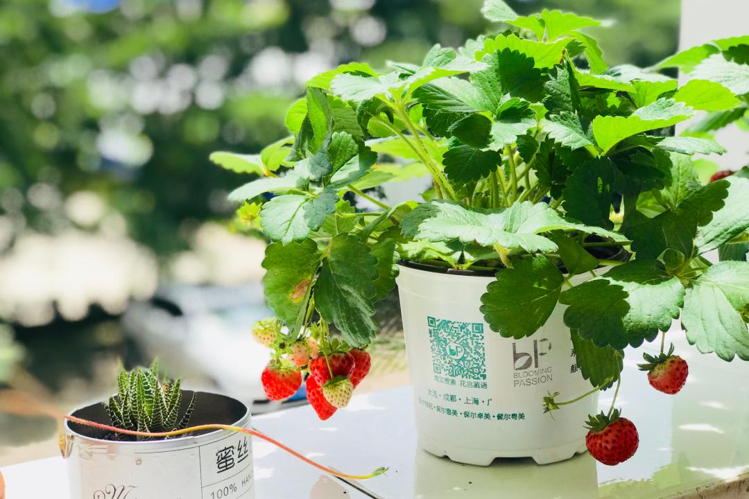 红花草莓托斯卡纳,红花草莓和白花草莓哪个好