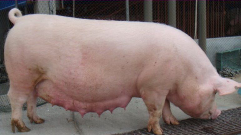 母以子贵怎么回事,母以子贵的后果