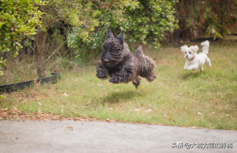 你想养狗吗教你8个养狗的理由,如果你想养宠物猫怎么办