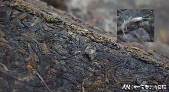 普洱茶饼有虫蛀可以饮吗,普洱茶饼里有茶虫还能吃吗